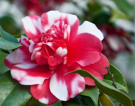 Fall spell bloom camellia